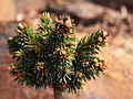 Picea abies Ostrice IMG_5047 (VALENTA) Świerk pospolity